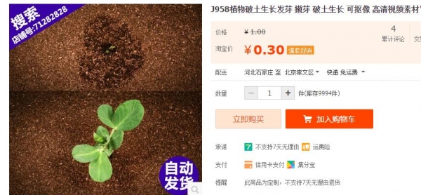 J958植物破土生长发芽 嫩芽 破土生长 可抠像 高清视频素材\主图