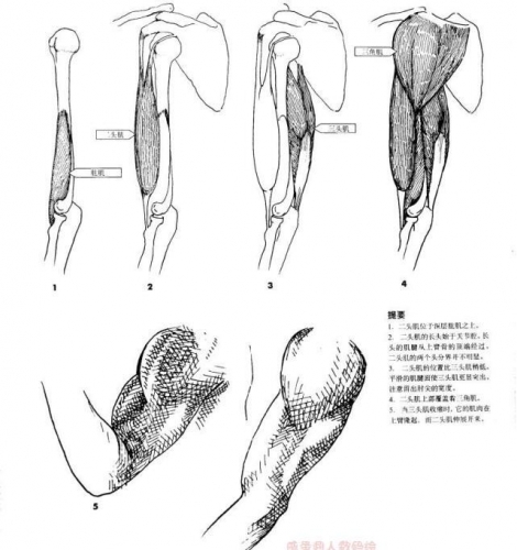 向大师学习如何默写人体 漫画手绘人体参考素材