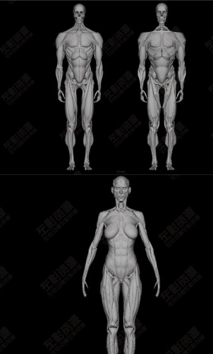 高精细艺用人体骨骼肌肉3D模型 maya 3Dmax zbrush均可用 素材库