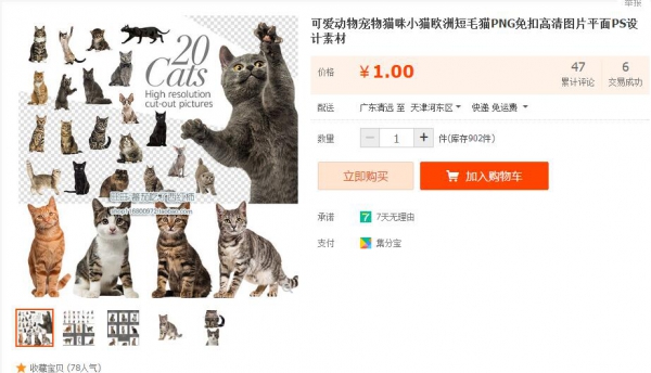 可爱动物宠物猫咪小猫欧洲短毛猫PNG免扣高清图片平面PS设计素材