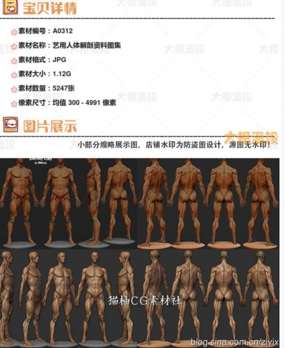 艺用人体解剖资料图集 CG骨骼肌肉照片参考 游戏美术绘画雕刻素材