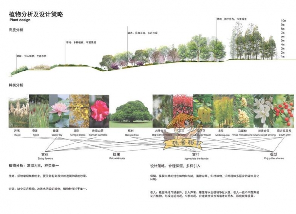 竞赛风景观园林园艺绿植植物配置树木分析图种植搭配PSD分层素材